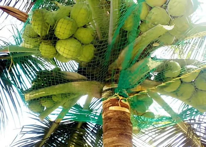 Coconut Tree Safety Nets in Chennai, Tamil Nadu (2)