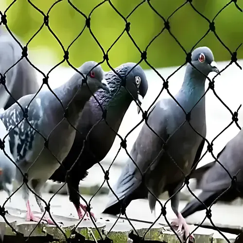 Netting Crafters Bird Netting service in Chennai and its various locations, including Anna Nagar, Adyar, T. Nagar, Besant Nagar, Velachery, Nungambakkam, Thiruvanmiyur and Tamil Nadu