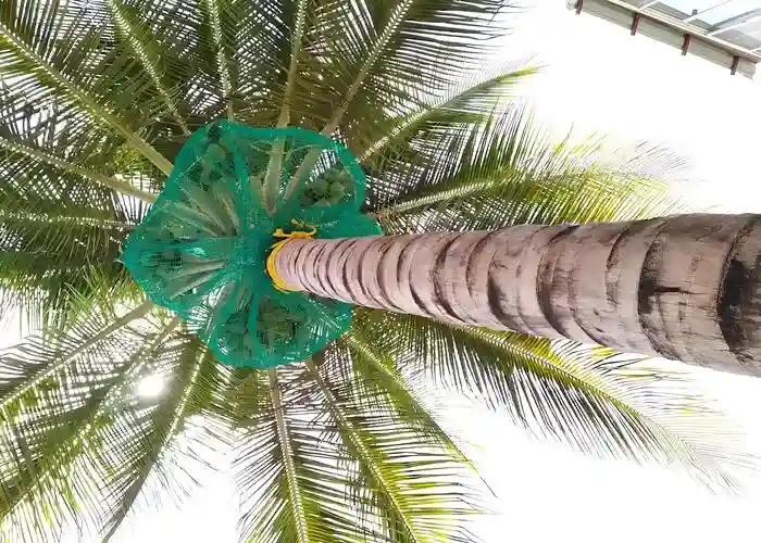 Netting Crafters Coconut Tree Safety Nets in Chennai and its various locations, including Adyar, Velachery, Nungambakkam, T. Nagar, Besant Nagar, Anna Nagar, Thiruvanmiyur and Tamil Nadu