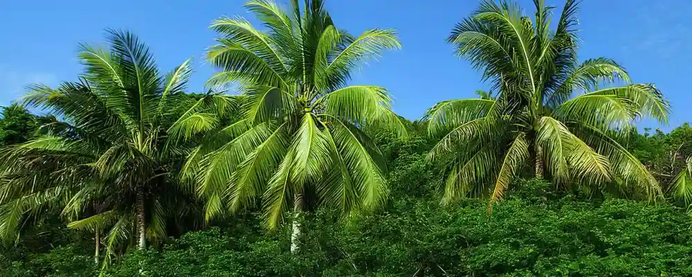 Netting Crafters Coconut Tree Safety Nets in Chennai and its various locations, including Adyar, Velachery, T. Nagar, Nungambakkam, Besant Nagar, Anna Nagar, Thiruvanmiyur and Tamil Nadu