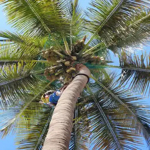 Netting Crafters Coconut Tree Safety Nets in Chennai and its various locations, including Anna Nagar, Adyar, Velachery, Besant Nagar, T. Nagar, Nungambakkam, Thiruvanmiyur and Tamil Nadu