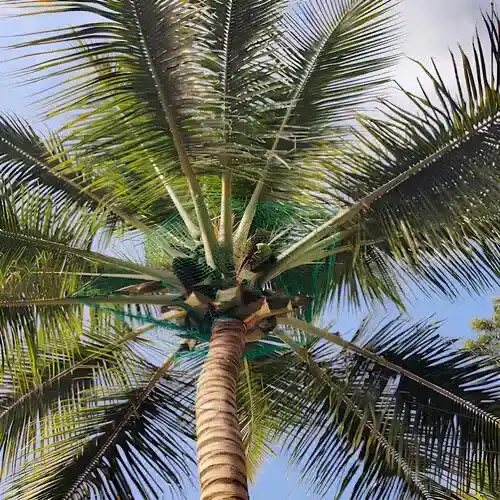 Netting Crafters Coconut Tree Safety Nets in Chennai and its various locations, including Anna Nagar, Besant Nagar, Adyar, Velachery, T. Nagar, Nungambakkam, Thiruvanmiyur and Tamil Nadu